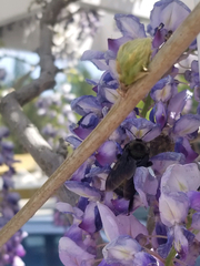 Xylocopa californica californica