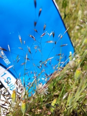 Deschampsia danthonioides
