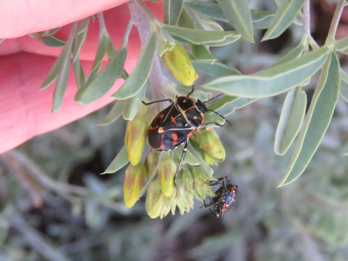 iNaturalist observation photo of Harlequin Bug
