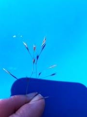 Deschampsia danthonioides
