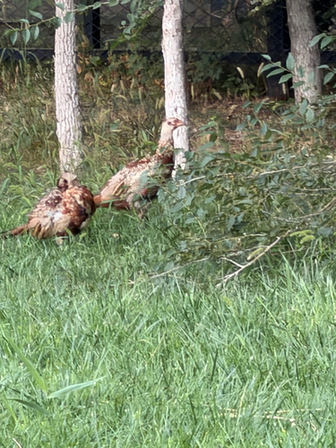 Ring-necked Pheasant