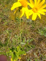 Arnica acaulis