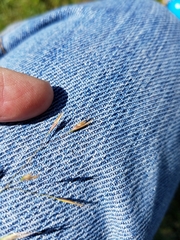 Deschampsia danthonioides