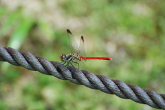 Sympetrum risi