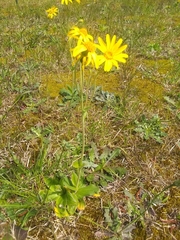 Arnica acaulis