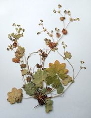 Alchemilla tichomirovii