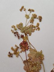 Alchemilla tichomirovii