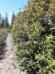 Chrysolepis sempervirens