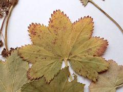 Alchemilla tichomirovii