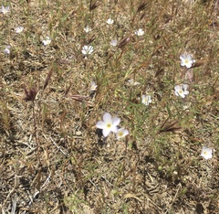 Leptosiphon liniflorus