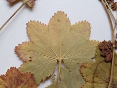 Alchemilla tichomirovii