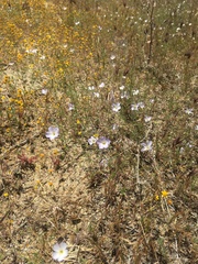 Leptosiphon liniflorus