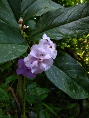 Brunfelsia grandiflora