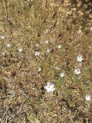 Leptosiphon liniflorus