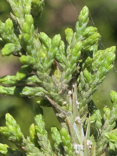 Juniperus pinchotii, photograph 6