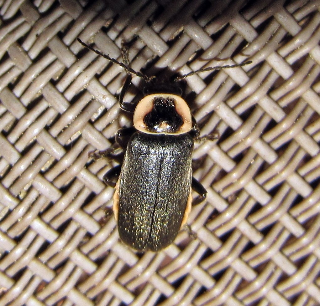 Rhaxonycha