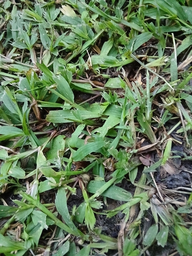 broadleaf carpetgrass