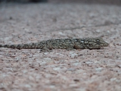 Tarentola mauritanica