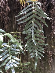 Polypodium scouleri