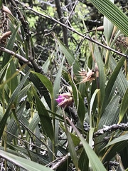 Elleanthus maculatus