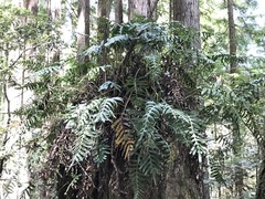 Polypodium scouleri