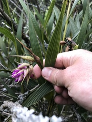 Elleanthus maculatus