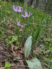Erythronium hendersonii