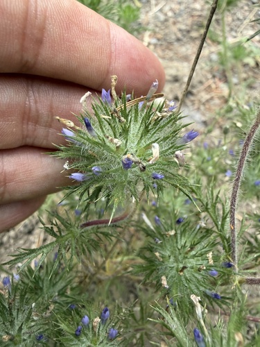 Navarretia squarrosa, photograph 6