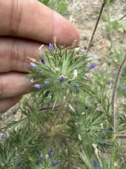 Navarretia squarrosa, photograph author not stated, no rights reserved