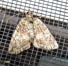 Hydriomena transfigurata