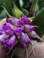 Elleanthus maculatus