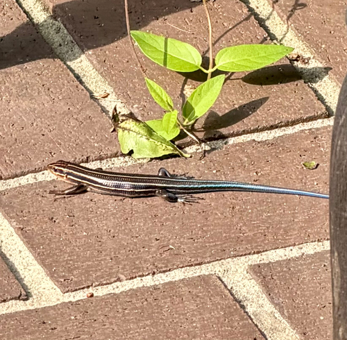 Broad-headed Skink observed by laurareynolds64