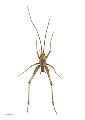 Pachyrhamma unicolor