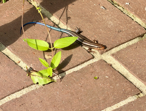Broad-headed Skink observed by laurareynolds64