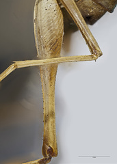 Pachyrhamma unicolor