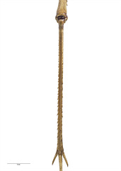 Pachyrhamma unicolor