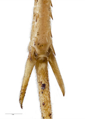 Pachyrhamma unicolor