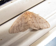 Lambdina pellucidaria