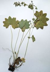Alchemilla tichomirovii