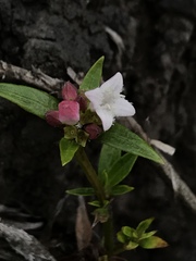 Galianthe bogotensis