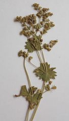 Alchemilla tichomirovii