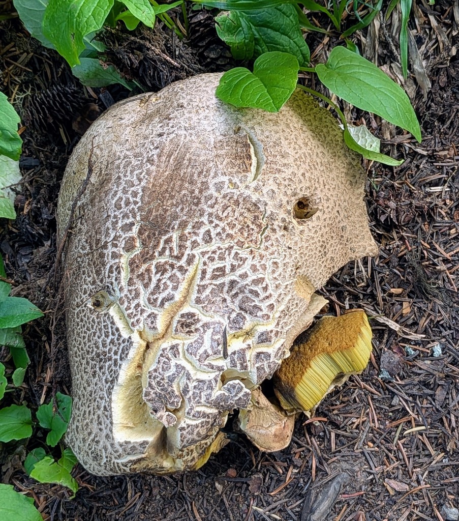 Dark Bitter Bolete