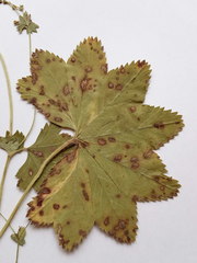 Alchemilla tichomirovii