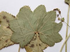 Alchemilla tichomirovii