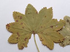 Alchemilla tichomirovii