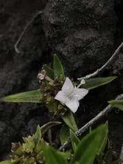Galianthe bogotensis