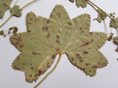 Alchemilla tichomirovii