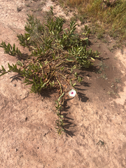 Ipomoea longifolia, photograph (c) Ricardo Betancourt Sánchez, some rights reserved (CC BY)