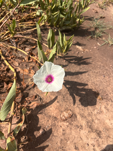 Ipomoea longifolia