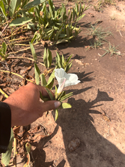 Ipomoea longifolia, photograph (c) Ricardo Betancourt Sánchez, some rights reserved (CC BY)